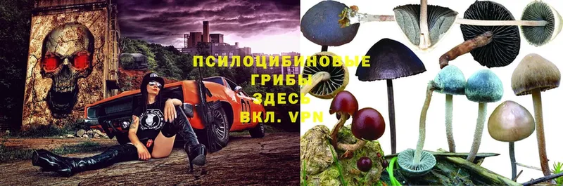 Галлюциногенные грибы мицелий  ссылка на мегу зеркало  Луга 